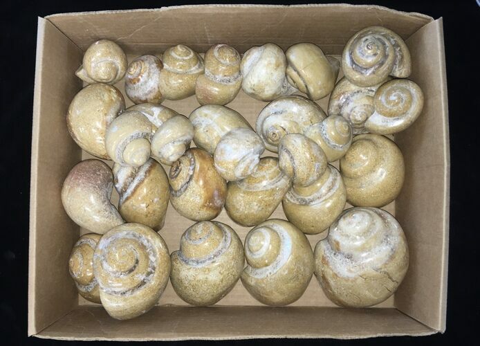 Clearance Lot: Polished Fossil Gastropod Internal Molds - Pieces #215242